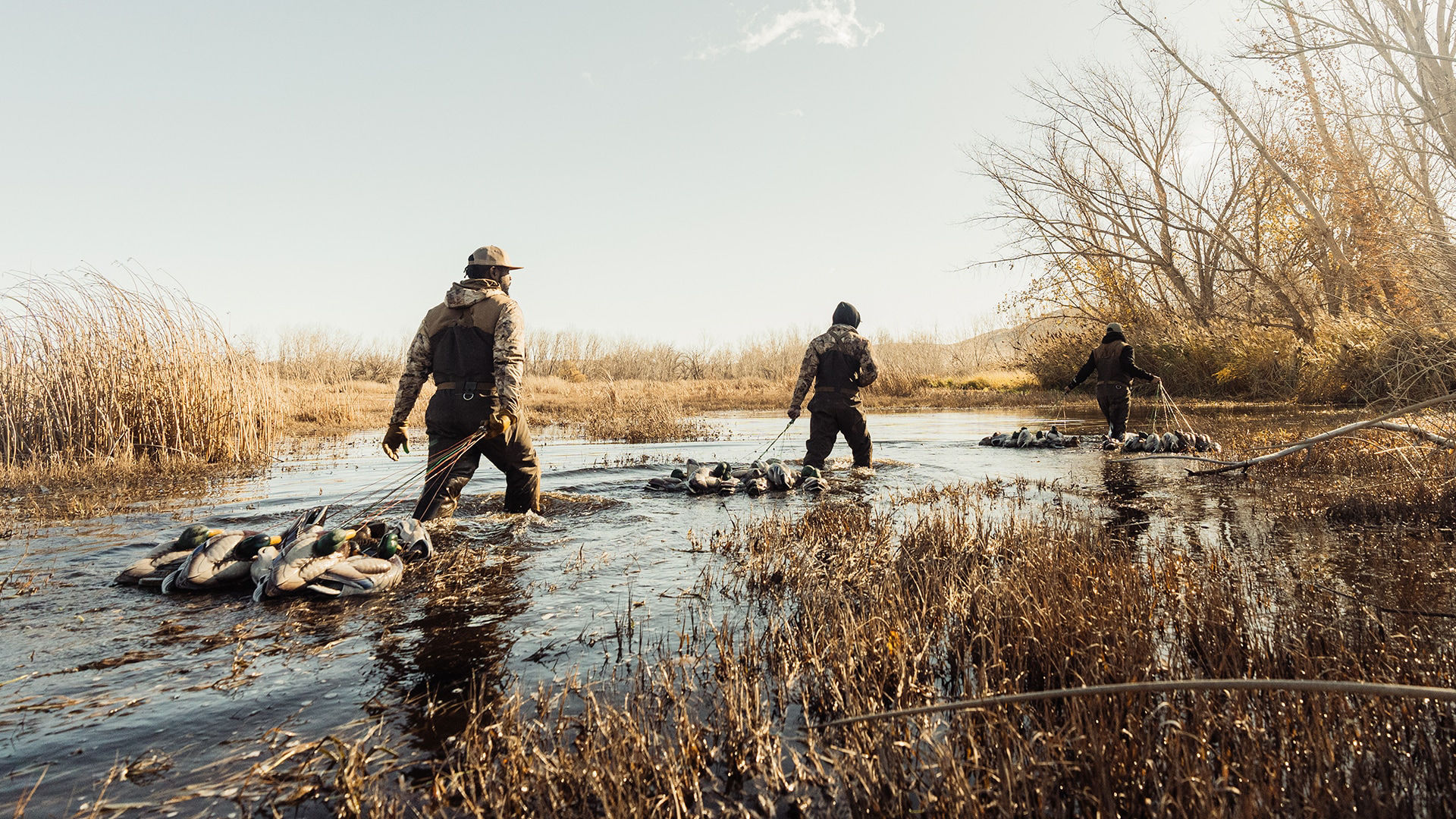 Several hunters with dead waterfowl, walking in the water