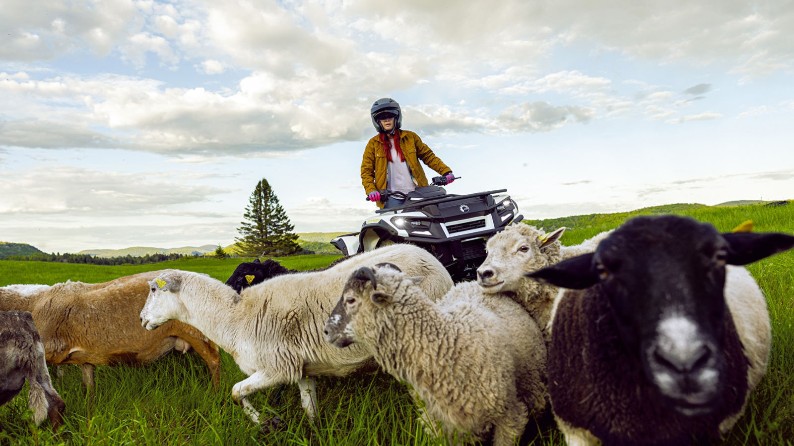 Een vrouw rijdt op haar 2026 Can-Am Outlander Electric op een boerderij in de buurt van schapen
