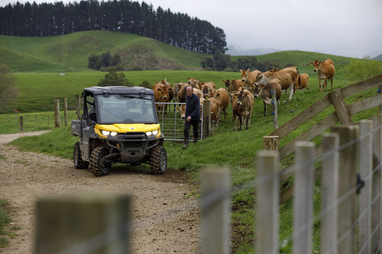 Australian farmer with a herd of cows