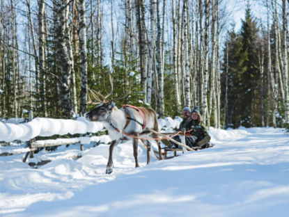 reindeer ride in Rovaniemi