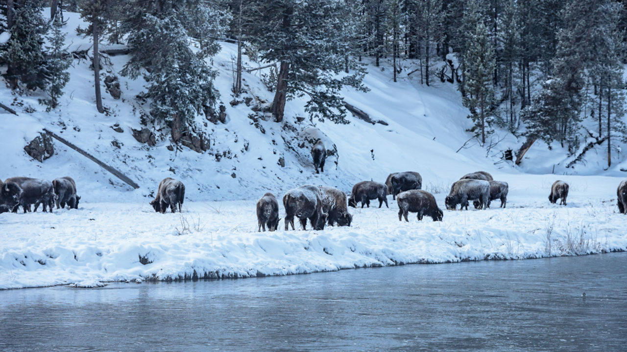 animals in yellowstone for banner